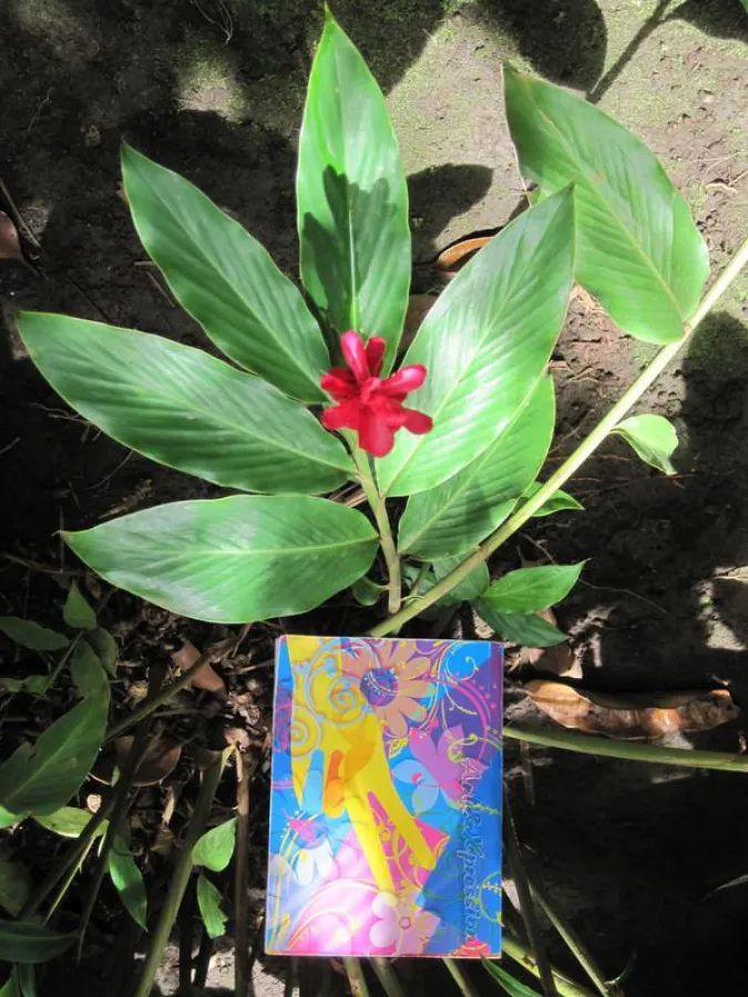 Das Twitterbuch in Nicaragua Foto: Alina Ringel, ADECA