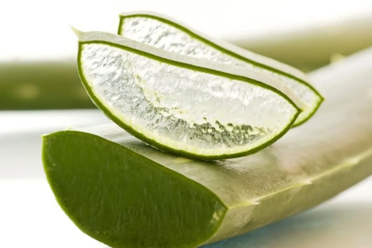 Aloe Vera (Quelle: 123rf.com)