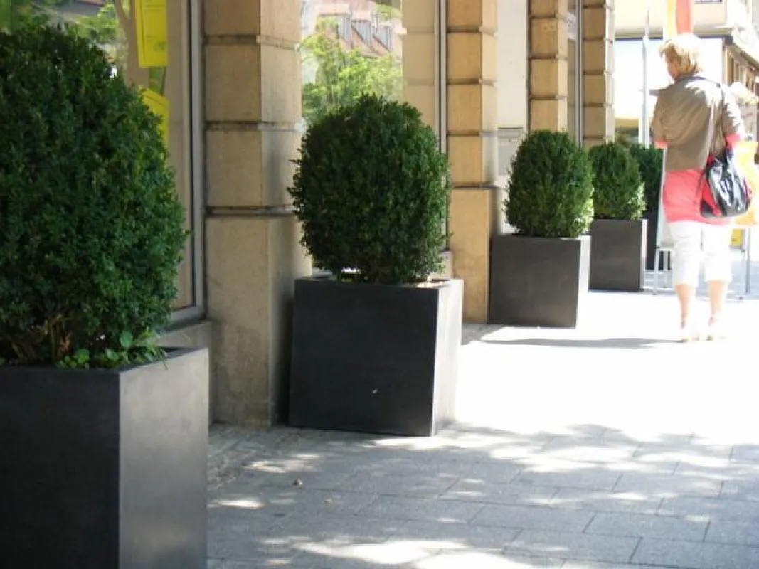 Buchs und Pflanzkübel aus Fiberglas - eine tolle Kombination.