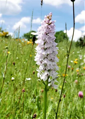 Bild: Eine Lesereise zu bedrohten Orchideenparadiesen