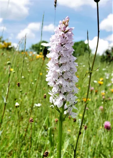 Bild: Eine Lesereise zu bedrohten Orchideenparadiesen