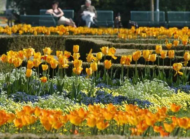 Bild: Blühendes Frühlingserwachen