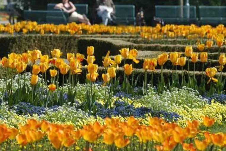 Bild: Blühendes Frühlingserwachen