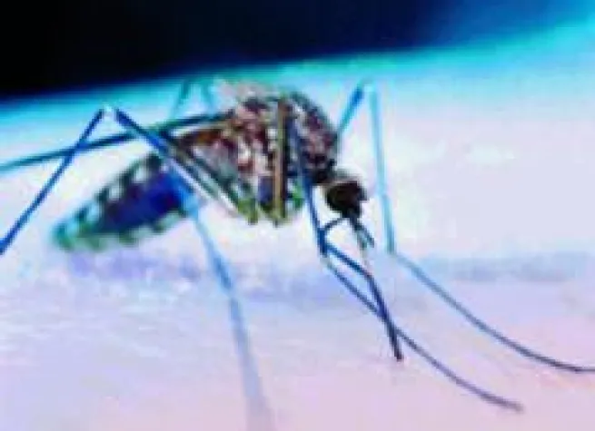 Bild: Insektenschutz - ganz ohne Chemie