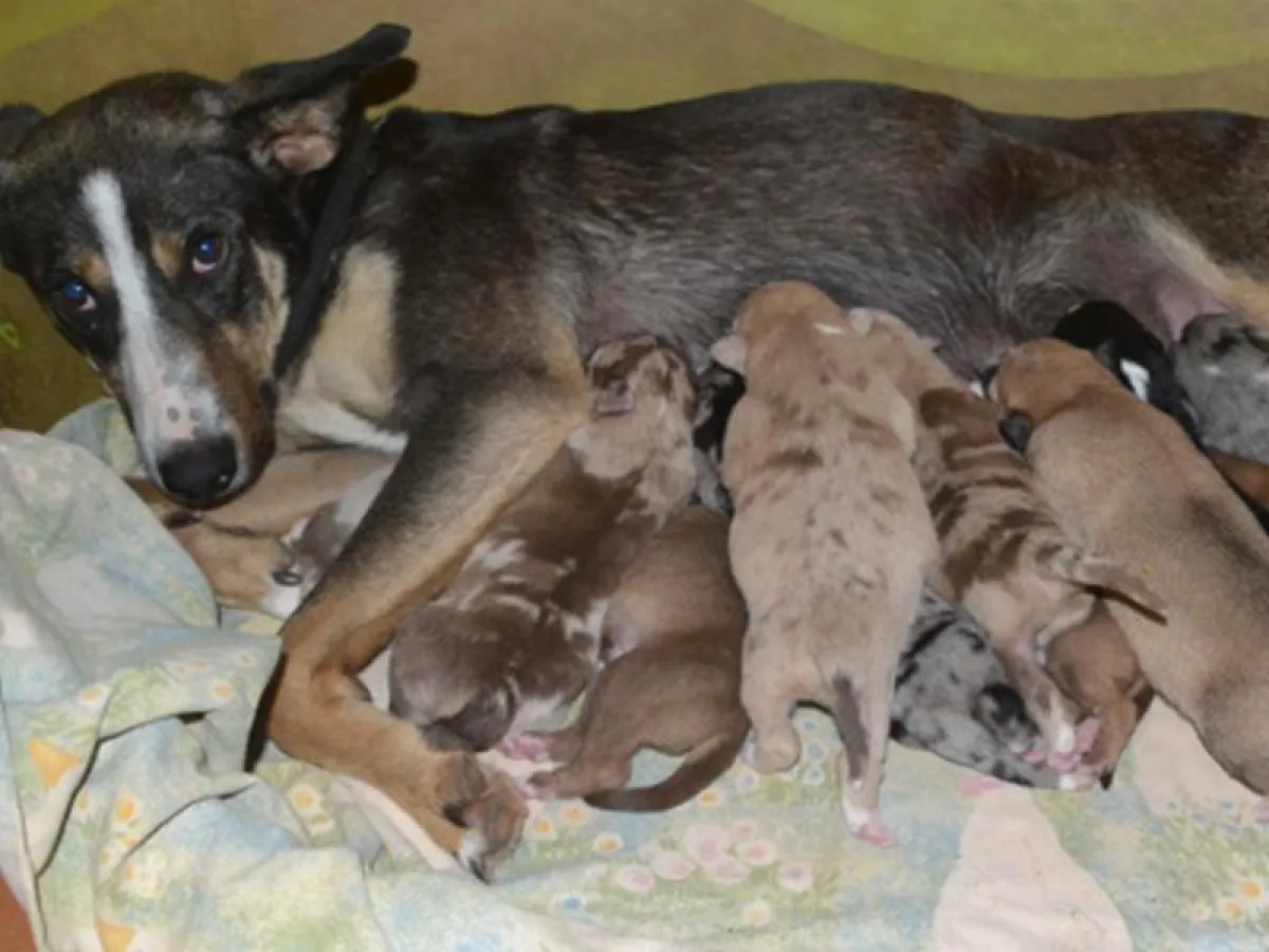 Eine Hündin mit ihren Welpen. Foto: Tierschutzverein Familienanschluss-gesucht e.V.