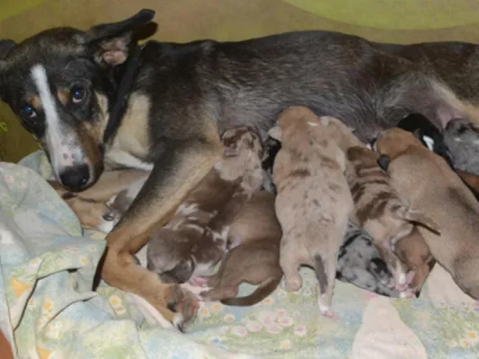 Bild: Alles neu macht der Frühling – Tierbabys fluten Tierheime