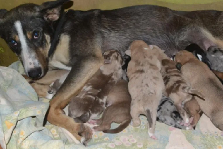 Bild: Alles neu macht der Frühling – Tierbabys fluten Tierheime