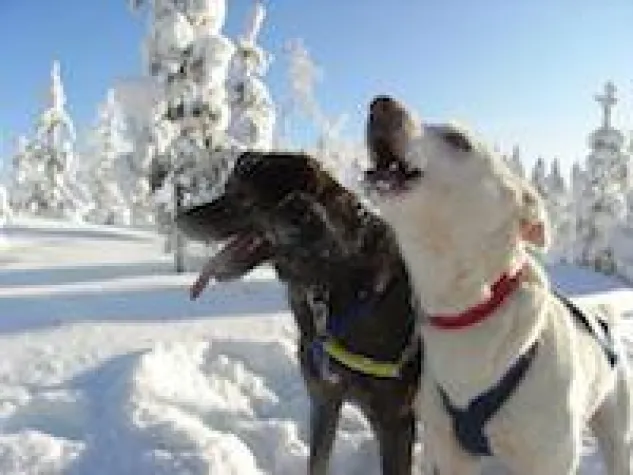 Bild: Neu im Programm der Fietz GmbH: Polar-Erlebnisreisen