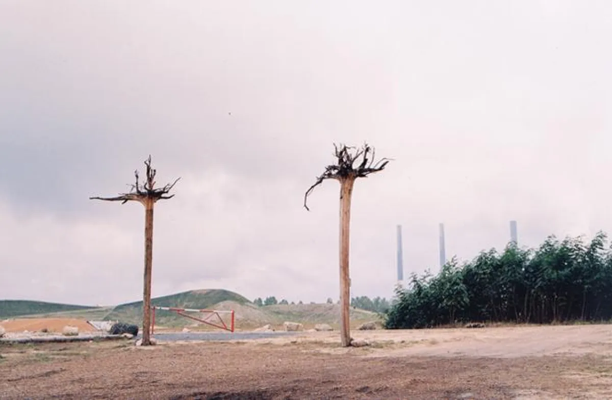 In der Lausitz findet man Erstaunliches: Kopfstehende Bäume.   Foto: ariane-film, Börres Weiffenbach