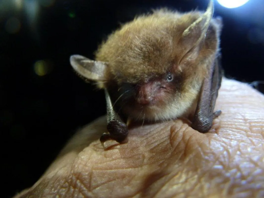 Wasserfledermaus