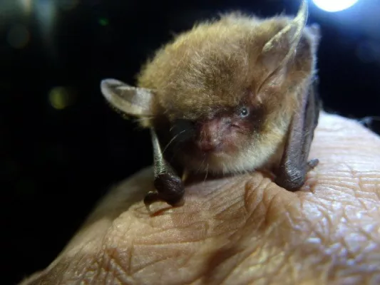 Bild: Mit Batman auf Fledermaustour