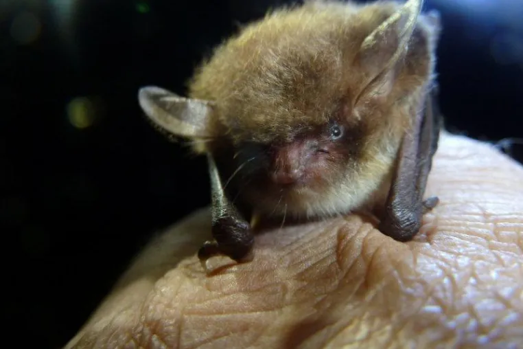 Bild: Mit Batman auf Fledermaustour