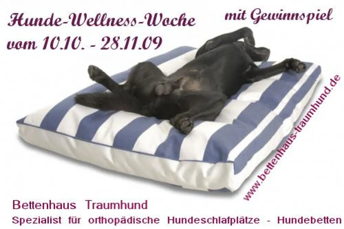 Wellness für den Hund von Bettenhaus Traumhund