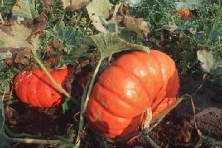 Bild: Große Hofführung - Info´s rund um den Hokkaido Kürbis