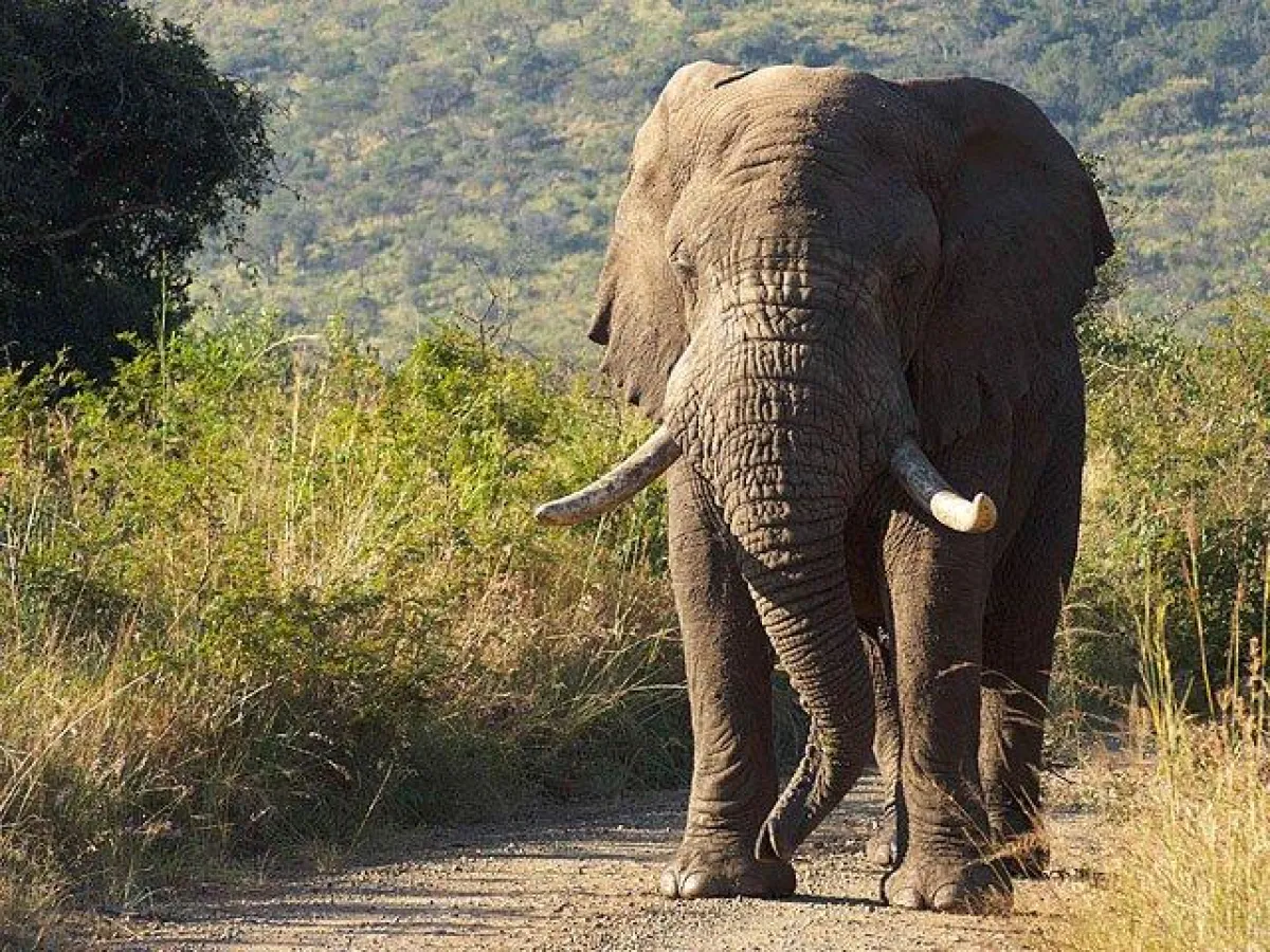 Fotosafari in Südafrika
