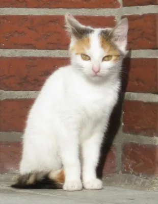 Bild: Katzenhilfe Gelderland e.V. - nun ein eingetragener Verein