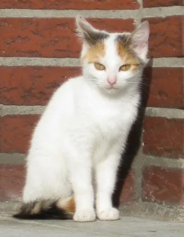 Katzenhilfe Gelderland e.V. - nun ein eingetragener Verein Bild: Katzenhilfe Gelderland e.V. - nun ein eingetragener Verein