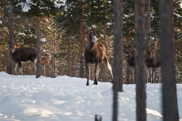 Ohne Ende Elche - Norwegens neues Elch-Erlebniszentrum Bild: Ohne Ende Elche - Norwegens neues Elch-Erlebniszentrum