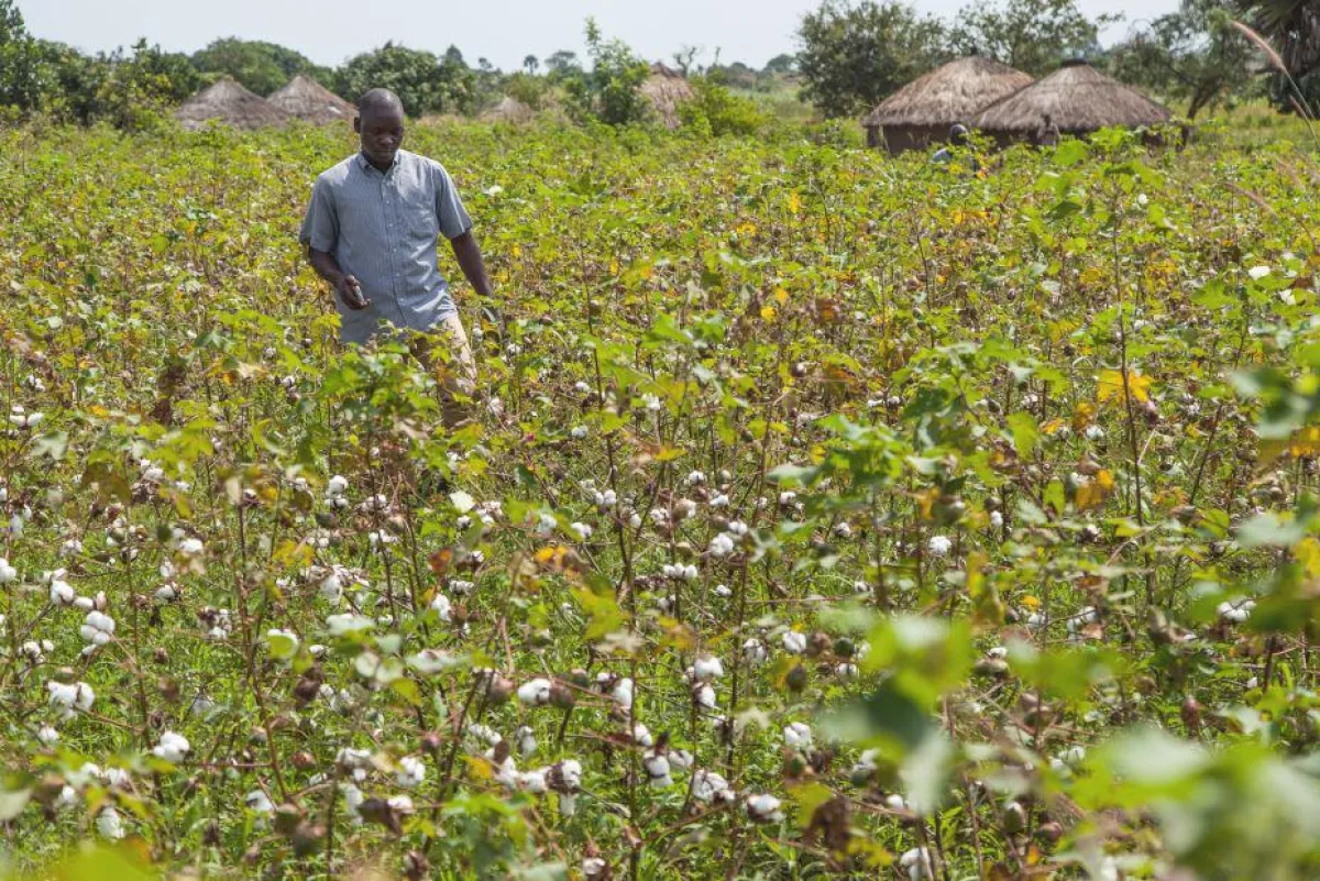 Bio-Baumwollfeld von Cotonea in Uganda, wo, wenn nötig, von Hand gejätet wird.