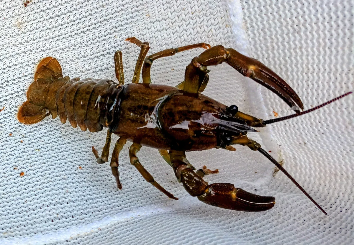 Signalkrebs (© Verein AtterWiki)