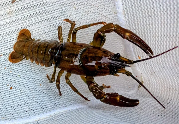 Invasive Tiere und Pflanzen beeinflussen die Gewässer-Ökologie Bild: Invasive Tiere und Pflanzen beeinflussen die Gewässer-Ökologie