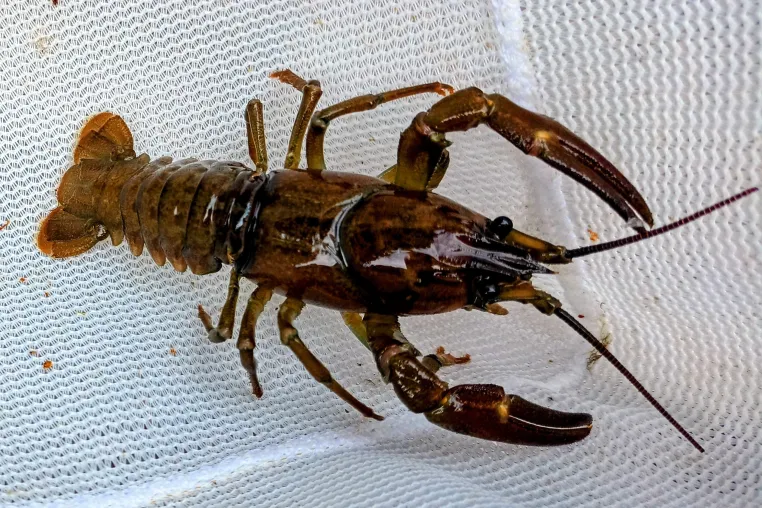 Bild: Invasive Tiere und Pflanzen beeinflussen die Gewässer-Ökologie