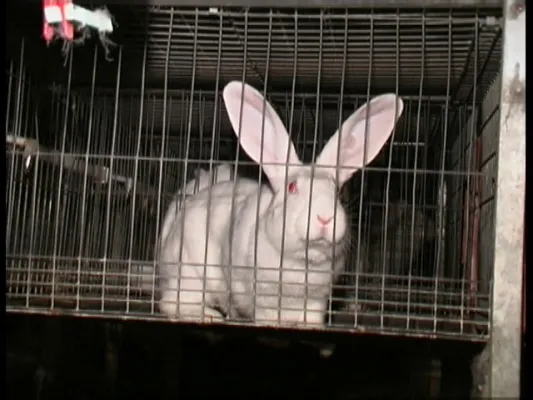 Bild: Grausame Tierquälerei für Osterbraten - PROVIEH fordert Haltungsverordnung für Mastkaninchen