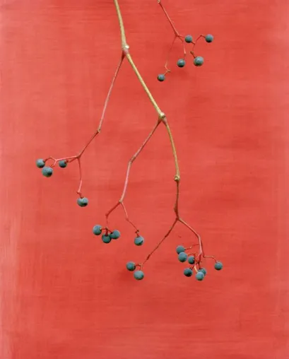 Bild: Ausstellung: "Ecotone"