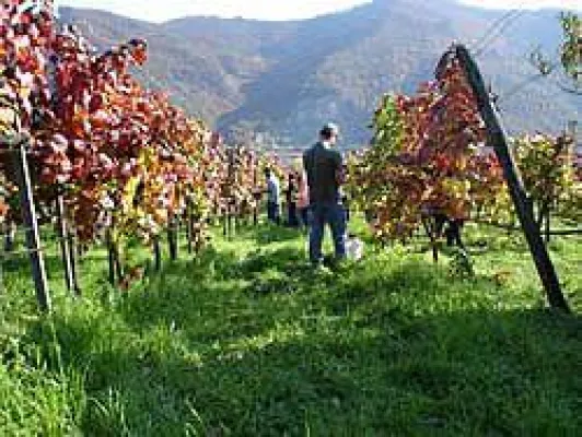Niederösterreich: Weingästehaus Jamek in der Wachau Bild: Niederösterreich: Weingästehaus Jamek in der Wachau