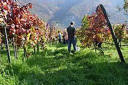 Bild: Niederösterreich: Weingästehaus Jamek in der Wachau