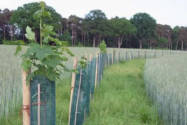 Bild: Agroforstwirtschaft als zukunftsweisende Landnutzung in Deutschland