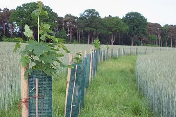 Bild: Agroforstwirtschaft als zukunftsweisende Landnutzung in Deutschland