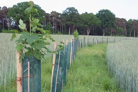 Bild: Agroforstwirtschaft als zukunftsweisende Landnutzung in Deutschland