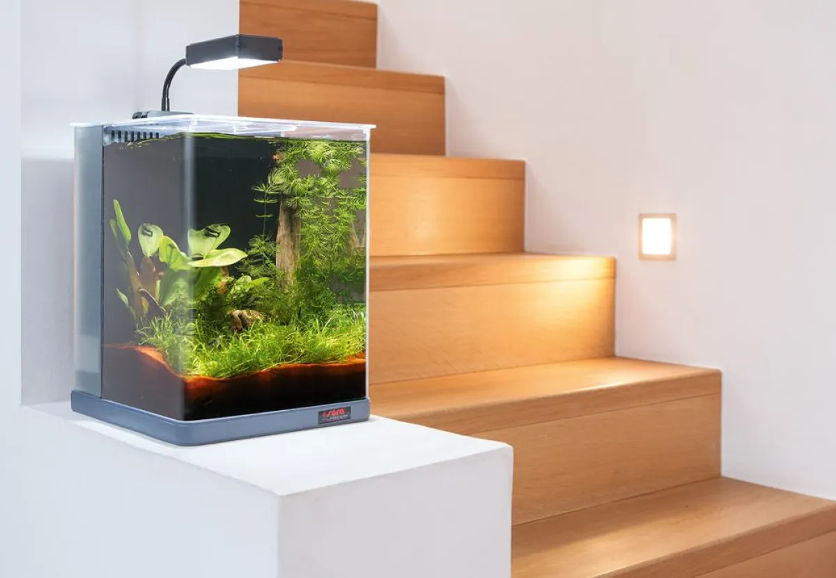 Aquascaping eignet sich für Hobby-Designer und Aquaristik-Fans gleichermaßen. Foto: © sera