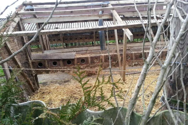 Nerzfarm in Borken schließt Bild: Nerzfarm in Borken schließt