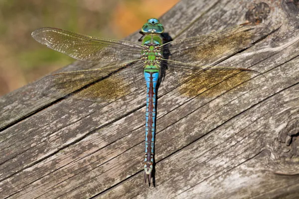 Smaragdlibelle, Plattbauch oder Quelljungfer?  App ermöglicht Bestimmung von Libellen Bild: Smaragdlibelle, Plattbauch oder Quelljungfer?  App ermöglicht Bestimmung von Libellen
