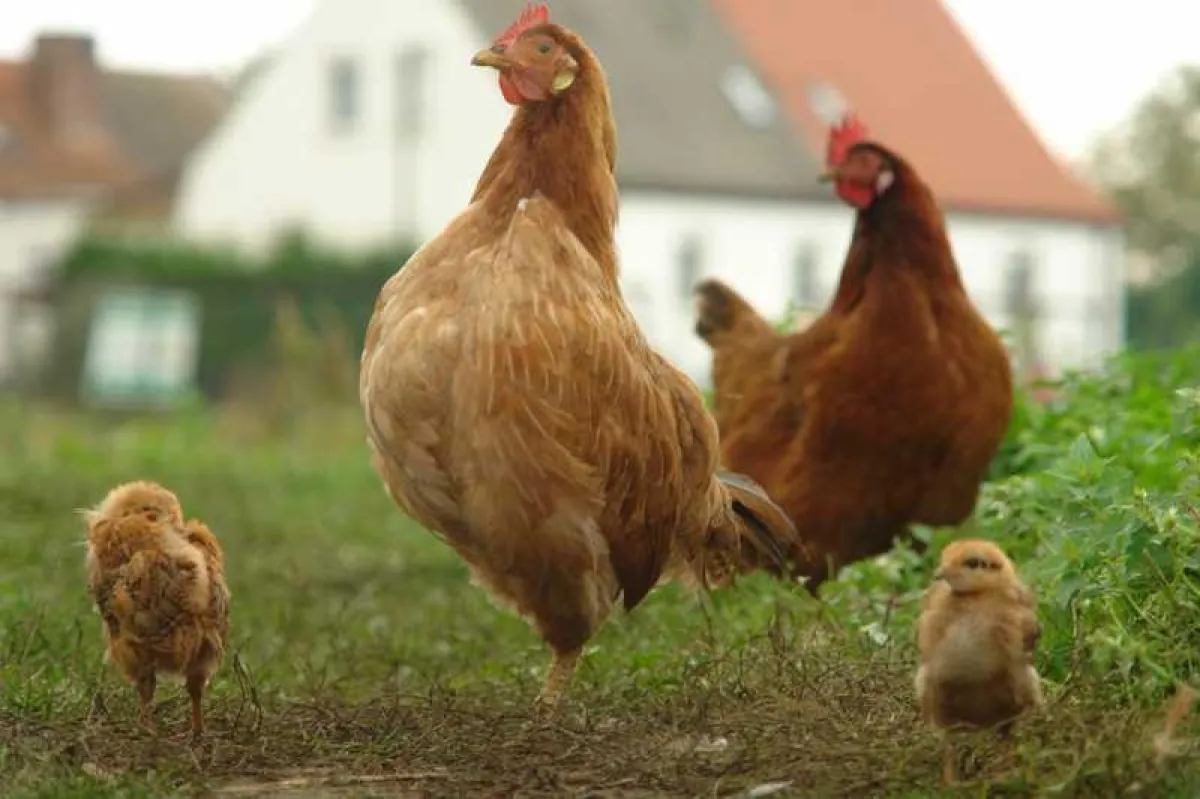 Das Haushuhn auf dem amerikanischen Kontinent