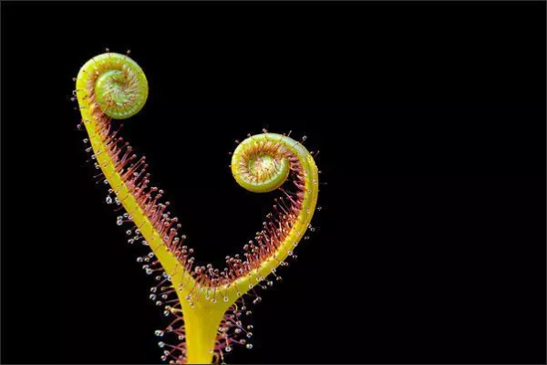 Bild: Fotoworkshop Makrofotografie "Tropen & Freiland" mit Profi-Fotograf Dr. Björn Langlotz am 28.-29.03.2015