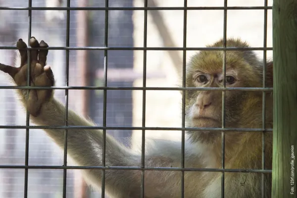 Bild: Belastende Affenversuche sind zu verbieten - Nationalrätin und Tierschutz machen mobil