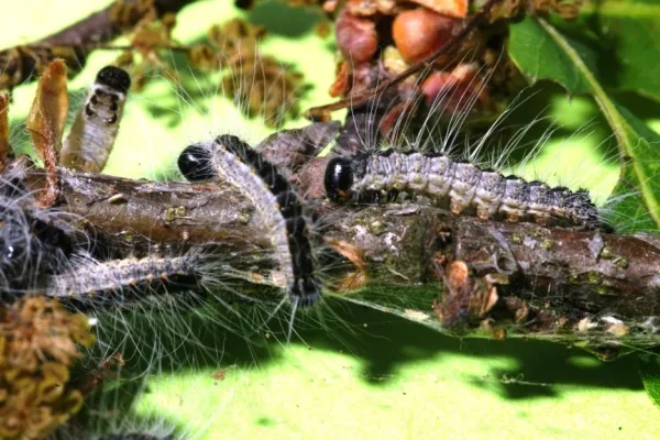 Bild: Raupen-Alarm im Vorgarten und in Städten - Vorkehrungen treffen gegen Eichenprozessionsspinner