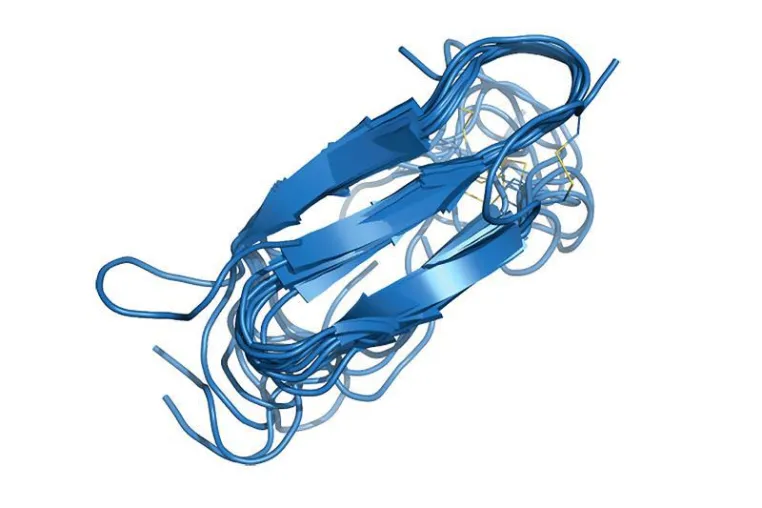 Bild: Lipid-Nanodisks stabilisieren fehlgefaltete Proteine für Untersuchungen