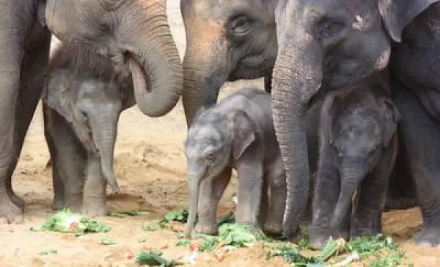 Bild: Drei glückliche Elefanten-Generationen im Erlebnis-Zoo Hannover