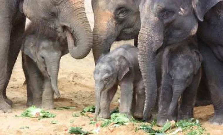 Bild: Drei glückliche Elefanten-Generationen im Erlebnis-Zoo Hannover