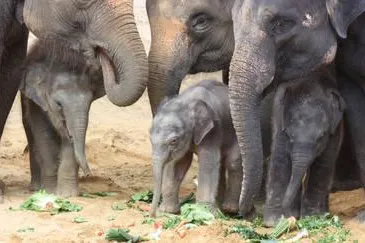 Drei glückliche Elefanten-Generationen im Erlebnis-Zoo Hannover Bild: Drei glückliche Elefanten-Generationen im Erlebnis-Zoo Hannover