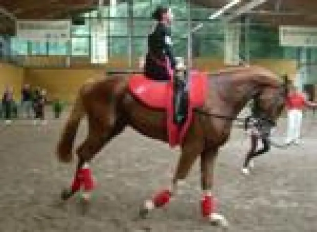 Bild: Nachtrag - Sächsische Meisterschaften im Voltigieren