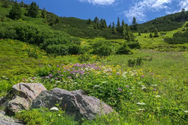 Bild: Species Richness – a false friend? Scientists want to improve biodiversity assessments