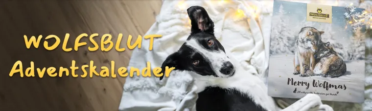 Bild: WOLFSBLUT Adventskalender 2024