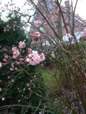 Bild: Winterblüher sorgen für einen schönen Garten im Winter - die schönsten Winter-Pflanzen im Überblick