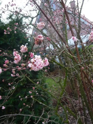 Bild: Winterblüher sorgen für einen schönen Garten im Winter - die schönsten Winter-Pflanzen im Überblick