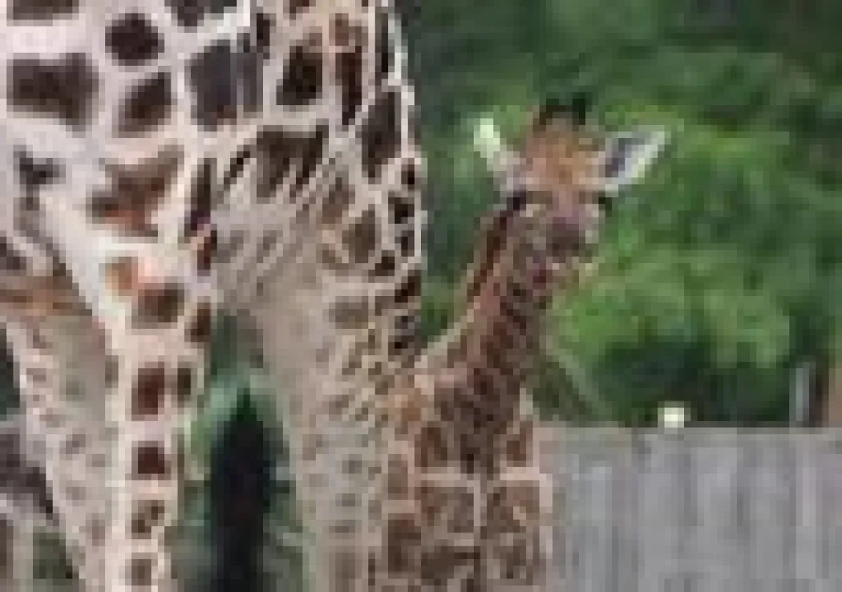 50. Giraffenbaby im Erlebnis-Zoo Hannover
